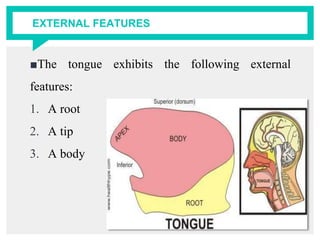 EXTERNAL FEATURES
■The tongue exhibits the following external
features:
1. A root
2. A tip
3. A body
 