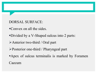 DORSAL SURFACE:
Convex on all the sides.
Divided by a V-Shaped sulcus into 2 parts:
Anterior two-third / Oral part
Posterior one-third / Pharyngeal part
Apex of sulcus terminalis is marked by Foramen
Caecum
 