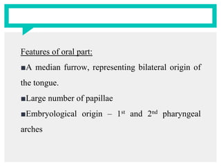 Features of oral part:
■A median furrow, representing bilateral origin of
the tongue.
■Large number of papillae
■Embryological origin – 1st and 2nd pharyngeal
arches
 