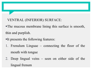 VENTRAL (INFERIOR) SURFACE:
The mucous membrane lining this surface is smooth,
thin and purplish.
It presents the following features:
1. Frenulum Linguae – connecting the floor of the
mouth with tongue
2. Deep lingual veins – seen on either side of the
lingual frenum
 