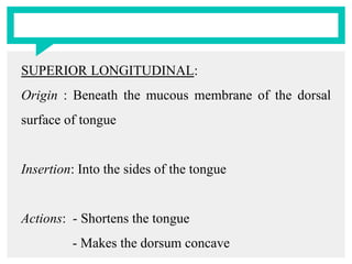 SUPERIOR LONGITUDINAL:
Origin : Beneath the mucous membrane of the dorsal
surface of tongue
Insertion: Into the sides of the tongue
Actions: - Shortens the tongue
- Makes the dorsum concave
 