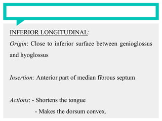 INFERIOR LONGITUDINAL:
Origin: Close to inferior surface between genioglossus
and hyoglossus
Insertion: Anterior part of median fibrous septum
Actions: - Shortens the tongue
- Makes the dorsum convex.
 