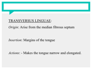 TRANSVERSUS LINGUAE:
Origin: Arise from the median fibrous septum
Insertion: Margins of the tongue
Actions: - Makes the tongue narrow and elongated.
 