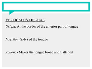 VERTICALUS LINGUAE:
Origin: At the border of the anterior part of tongue
Insertion: Sides of the tongue
Action: - Makes the tongue broad and flattened.
 