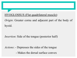 HYOGLOSSUS (Flat quadrilateral muscle):
Origin: Greater cornu and adjacent part of the body of
hyoid.
Insertion: Side of the tongue (posterior half)
Actions: - Depresses the sides of the tongue
- Makes the dorsal surface convex
 