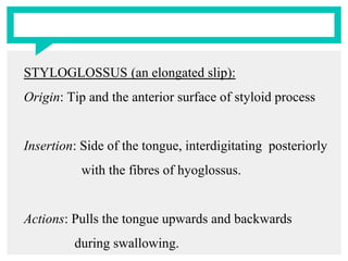 STYLOGLOSSUS (an elongated slip):
Origin: Tip and the anterior surface of styloid process
Insertion: Side of the tongue, interdigitating posteriorly
with the fibres of hyoglossus.
Actions: Pulls the tongue upwards and backwards
during swallowing.
 