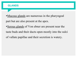 GLANDS
Mucous glands are numerous in the pharyngeal
part but are also present at the apex.
Serous glands of Von ebner are present near the
taste buds and their ducts open mostly into the sulci
of vallate papillae and their secretion is watery.
 