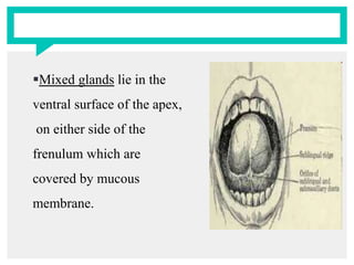 Mixed glands lie in the
ventral surface of the apex,
on either side of the
frenulum which are
covered by mucous
membrane.
 