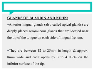 GLANDS OF BLANDIN AND NUHN:
Anterior lingual glands (also called apical glands) are
deeply placed seromucous glands that are located near
the tip of the tongue on each side of lingual frenum.
They are between 12 to 25mm in length & approx.
8mm wide and each opens by 3 to 4 ducts on the
inferior surface of the tip.
 