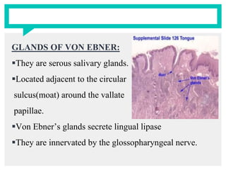 GLANDS OF VON EBNER:
They are serous salivary glands.
Located adjacent to the circular
sulcus(moat) around the vallate
papillae.
Von Ebner’s glands secrete lingual lipase
They are innervated by the glossopharyngeal nerve.
 