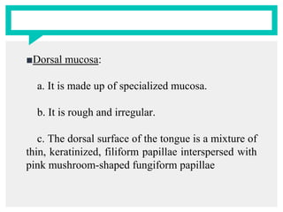 ■Dorsal mucosa:
a. It is made up of specialized mucosa.
b. It is rough and irregular.
c. The dorsal surface of the tongue is a mixture of
thin, keratinized, filiform papillae interspersed with
pink mushroom-shaped fungiform papillae
 