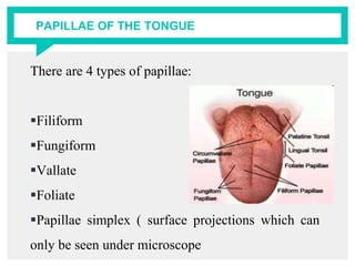PAPILLAE OF THE TONGUE
There are 4 types of papillae:
Filiform
Fungiform
Vallate
Foliate
Papillae simplex ( surface projections which can
only be seen under microscope
 