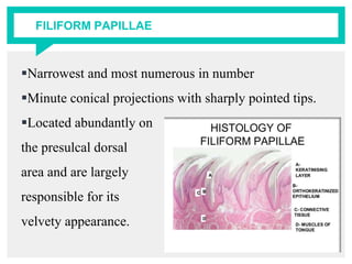 FILIFORM PAPILLAE
Narrowest and most numerous in number
Minute conical projections with sharply pointed tips.
Located abundantly on
the presulcal dorsal
area and are largely
responsible for its
velvety appearance.
 