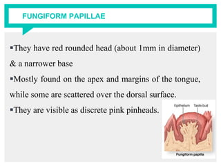 FUNGIFORM PAPILLAE
They have red rounded head (about 1mm in diameter)
& a narrower base
Mostly found on the apex and margins of the tongue,
while some are scattered over the dorsal surface.
They are visible as discrete pink pinheads.
 