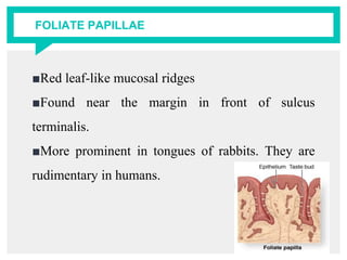 FOLIATE PAPILLAE
■Red leaf-like mucosal ridges
■Found near the margin in front of sulcus
terminalis.
■More prominent in tongues of rabbits. They are
rudimentary in humans.
 