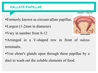VALLATE PAPILLAE
Formerly known as circumvallate papillae.
Largest (1-2mm in diameter)
Vary in number from 8-12
Arranged in a V-shaped row in front of sulcus
terminalis.
Von ebner's glands open through these papillae by a
duct to wash out the soluble elements of food.
 