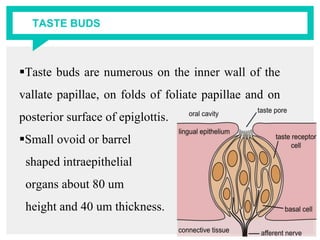 TASTE BUDS
Taste buds are numerous on the inner wall of the
vallate papillae, on folds of foliate papillae and on
posterior surface of epiglottis.
Small ovoid or barrel
shaped intraepithelial
organs about 80 um
height and 40 um thickness.
 