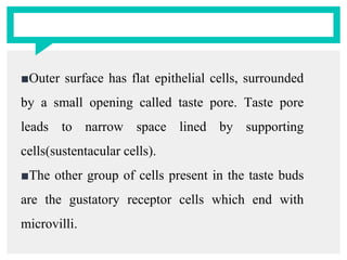 ■Outer surface has flat epithelial cells, surrounded
by a small opening called taste pore. Taste pore
leads to narrow space lined by supporting
cells(sustentacular cells).
■The other group of cells present in the taste buds
are the gustatory receptor cells which end with
microvilli.
 