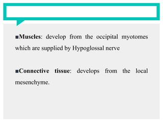 ■Muscles: develop from the occipital myotomes
which are supplied by Hypoglossal nerve
■Connective tissue: develops from the local
mesenchyme.
 