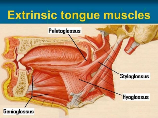 Tongue diagram of tongue muscles 