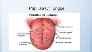 Papillae Of Tongue
 