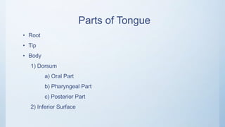 Parts of Tongue
• Root
• Tip
• Body
1) Dorsum
a) Oral Part
b) Pharyngeal Part
c) Posterior Part
2) Inferior Surface
 