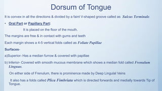 Dorsum of Tongue
It is convex in all the directions & divided by a faint V-shaped groove called as Sulcus Terminale.
• Oral Part or Papillary Part:
It is placed on the floor of the mouth.
The margins are free & in contact with gums and teeth
Each margin shows a 4-5 vertical folds called as Foliate Papillae
Surfaces-
a)Superior- Has a median furrow & covered with papillae
b) Inferior- Covered with smooth mucous membrane which shows a median fold called Frenulum
Linguae.
On either side of Frenulum, there is prominence made by Deep Lingulal Veins
It also has a folds called Plica Fimbriata which is directed forwards and medially towards Tip of
Tongue.
 