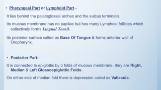 • Pharyngeal Part or Lymphoid Part -
It lies behind the palatoglossal arches and the sulcus terminalis.
Its mucous membrane has no papilae but has many Lymphoid follicles which
collectively forms Lingual Tonsil.
Its posterior surface called as Base Of Tongue & forms anterior wall of
Oropharynx.
• Posterior Part-
It is connected to epiglottis by 3 folds of mucous membrane, they are Right,
Median & Left Glossoepiglottic Folds.
On either side of median fold there is depression called as Vallecula.
 