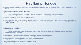 Papillae of Tongue
Papillae are the projections of mucous membrane (corium) which gives the roughness. These are of 3
types-
1) Circumvallate or Vallate Papillae:
They are large in size about 1-2 mm in diameter & are totally 8-12 in number.
Situated exactly in front of sulcus terminalis
Each papillae is a cylindrical projection surrounded by a circular sulcus. The walls of this papillae have
Taste Buds.
2) Fungiform Papillae:
These are numerous and mostly present near the tip & margins of Tongue. Some are also
scattered over Dorsum.
Smaller than Circumvallate Papillae, but larger than Filiform Papillae.
Each papilla ha narrow pedicle and large rounded head.
They are distinguished by their bright red color.
 