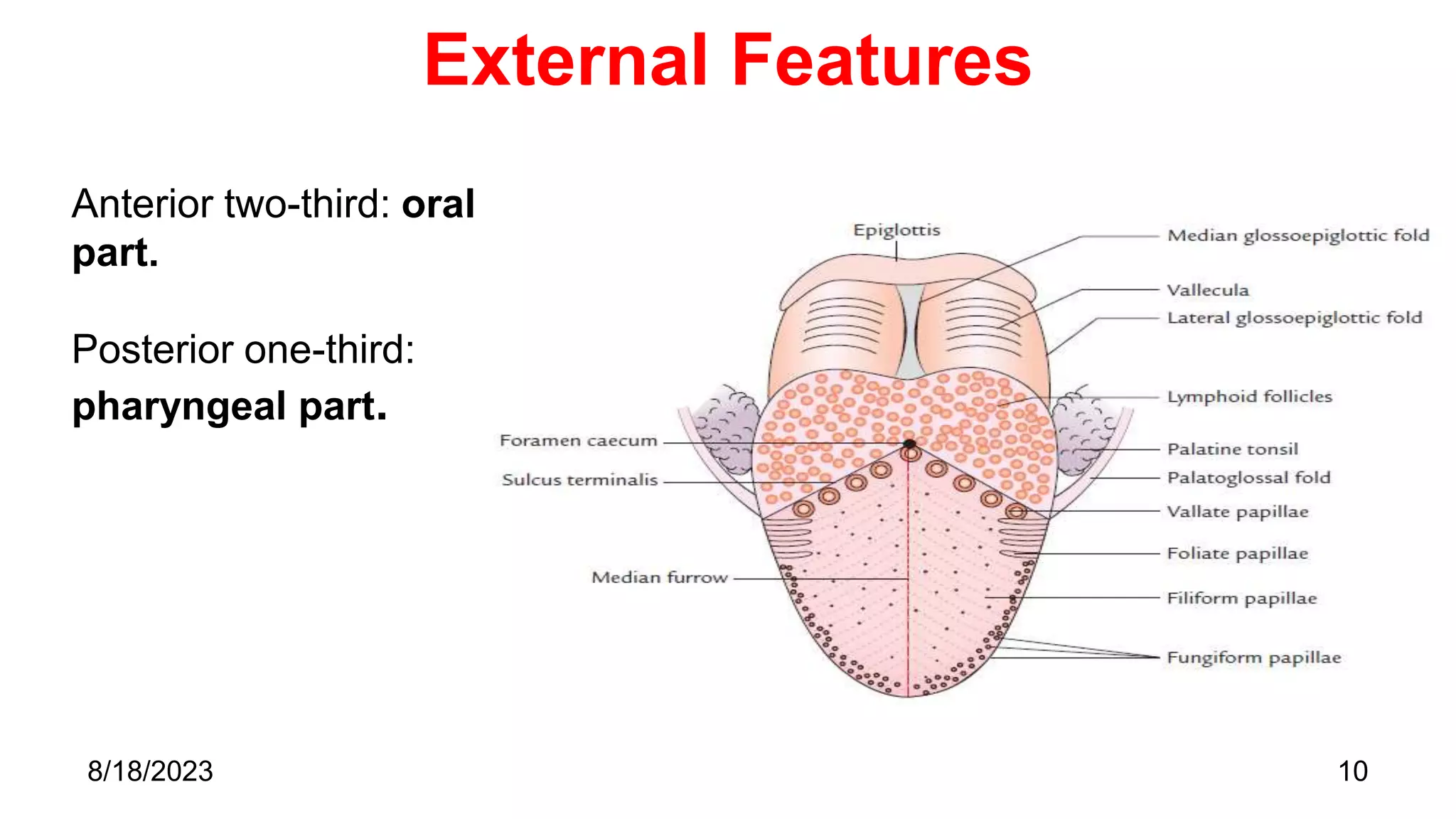 External Features
Anterior two-third: oral
part.
Posterior one-third:
pharyngeal part.
10
8/18/2023
 