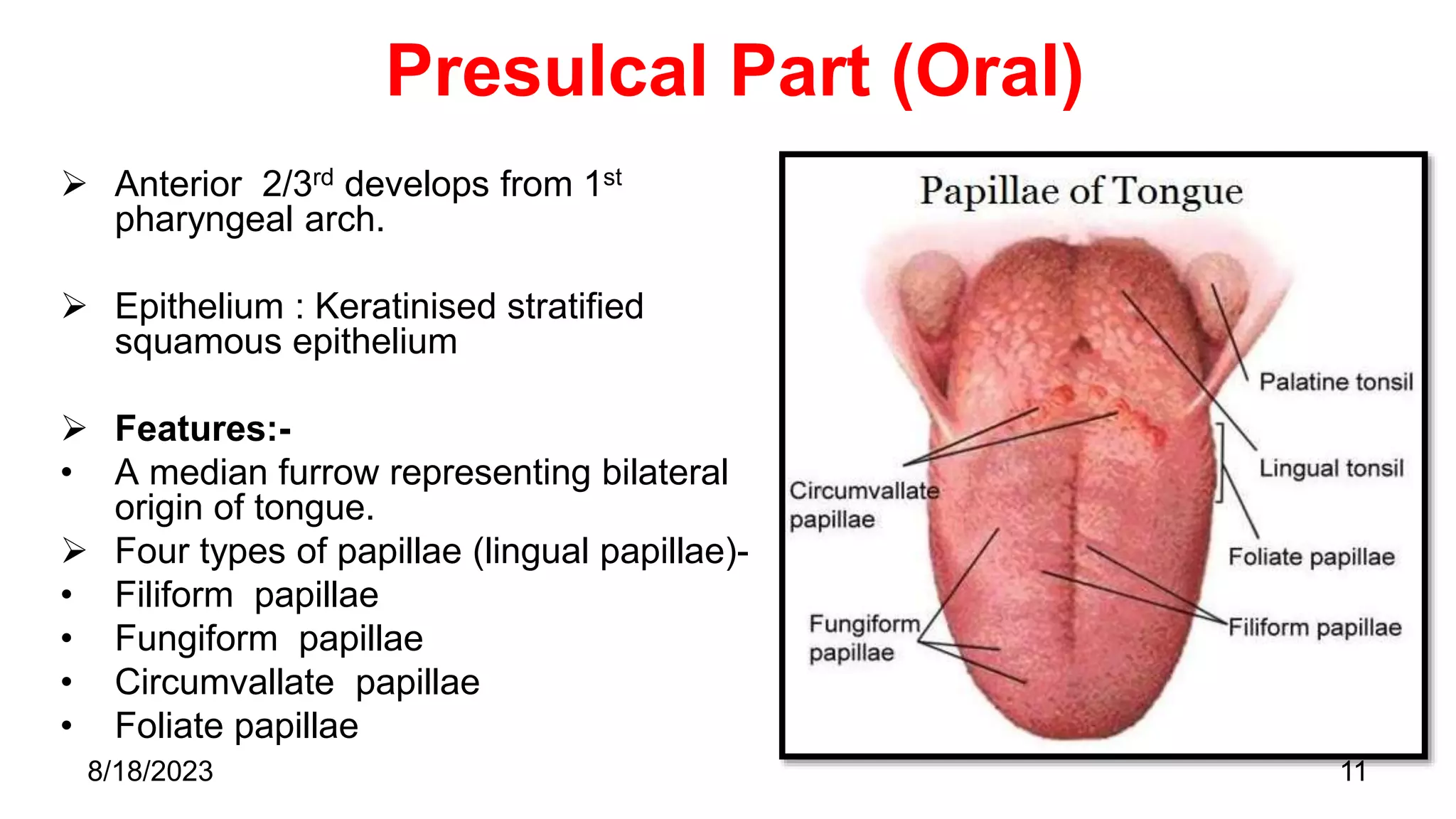 Presulcal Part (Oral)
 Anterior 2/3rd develops from 1st
pharyngeal arch.
 Epithelium : Keratinised stratified
squamous epithelium
 Features:-
• A median furrow representing bilateral
origin of tongue.
 Four types of papillae (lingual papillae)-
• Filiform papillae
• Fungiform papillae
• Circumvallate papillae
• Foliate papillae
11
8/18/2023
 