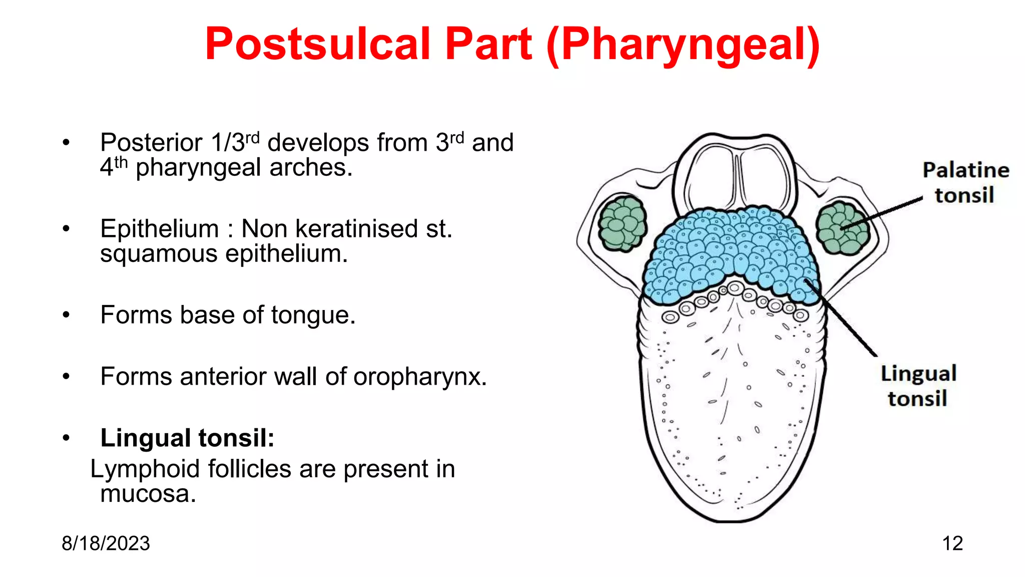 Postsulcal Part (Pharyngeal)
• Posterior 1/3rd develops from 3rd and
4th pharyngeal arches.
• Epithelium : Non keratinised st.
squamous epithelium.
• Forms base of tongue.
• Forms anterior wall of oropharynx.
• Lingual tonsil:
Lymphoid follicles are present in
mucosa.
12
8/18/2023
 