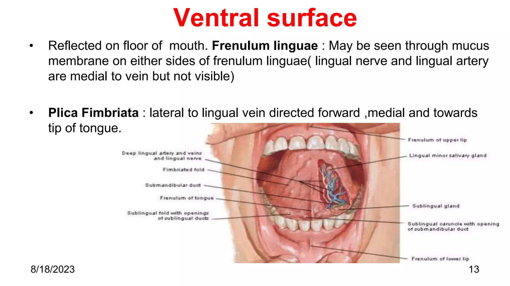 Ventral surface
• Reflected on floor of mouth. Frenulum linguae : May be seen through mucus
membrane on either sides of frenulum linguae( lingual nerve and lingual artery
are medial to vein but not visible)
• Plica Fimbriata : lateral to lingual vein directed forward ,medial and towards
tip of tongue.
13
8/18/2023
 