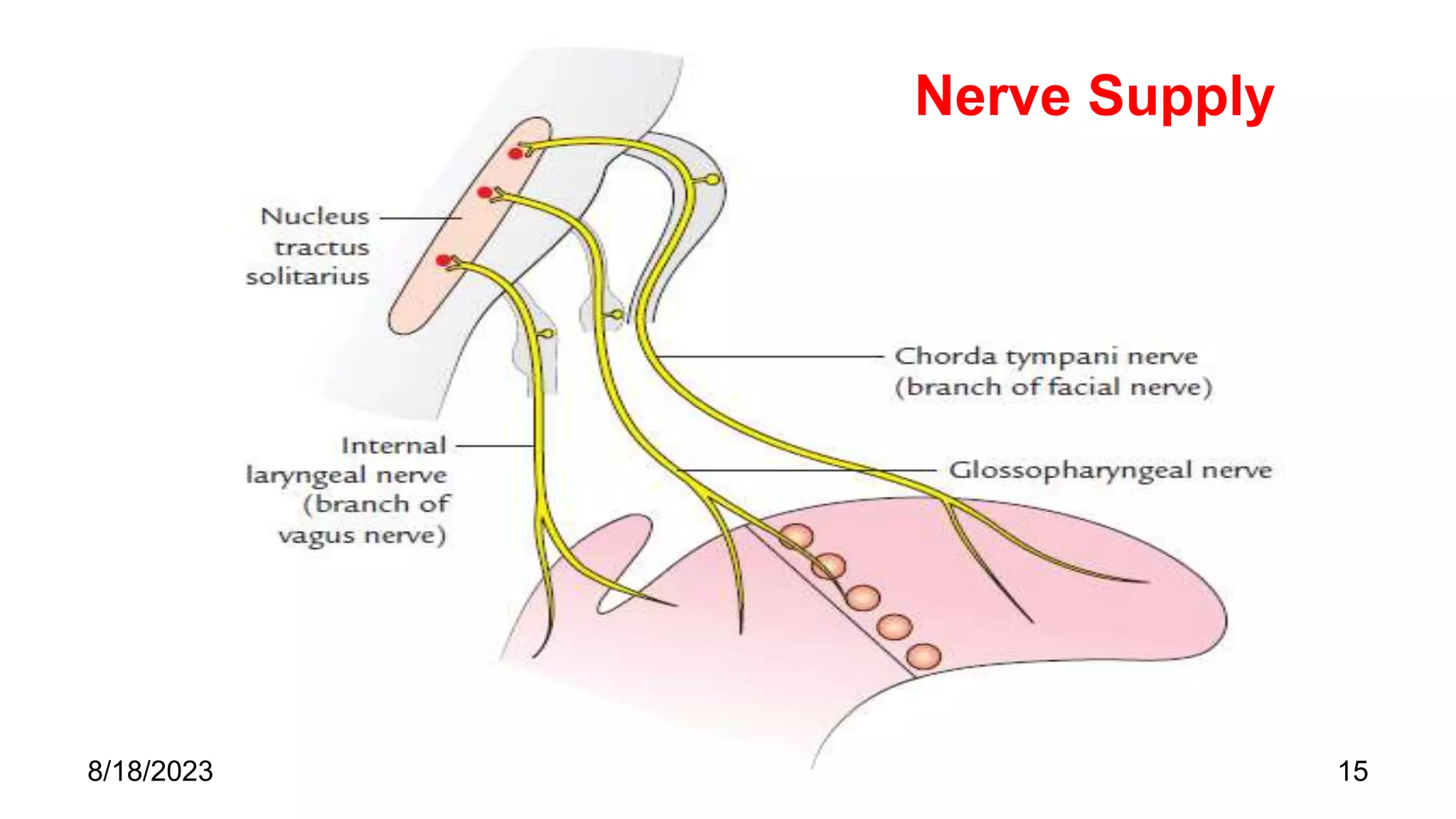15
Nerve Supply
8/18/2023
 
