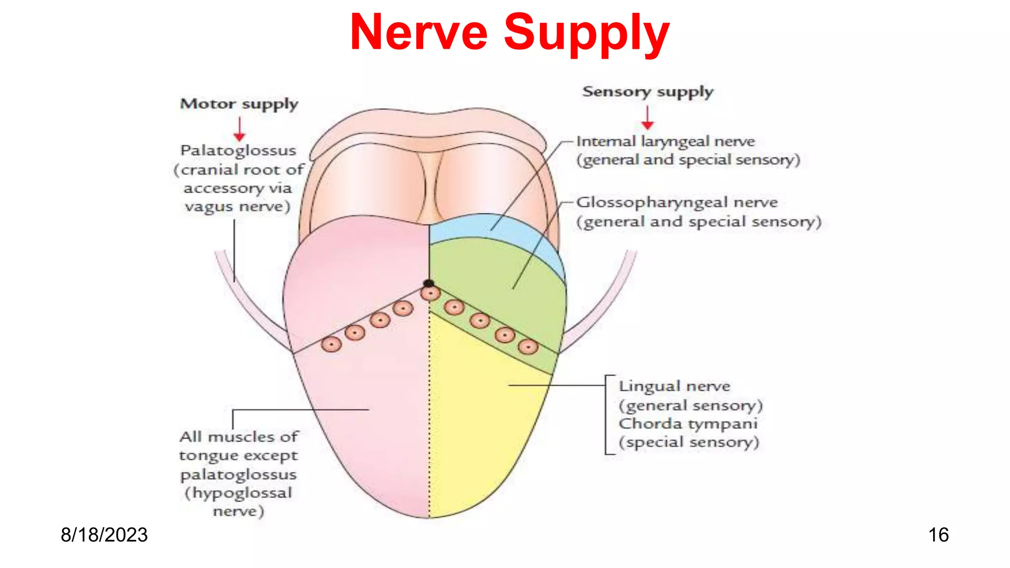 Nerve Supply
16
8/18/2023
 