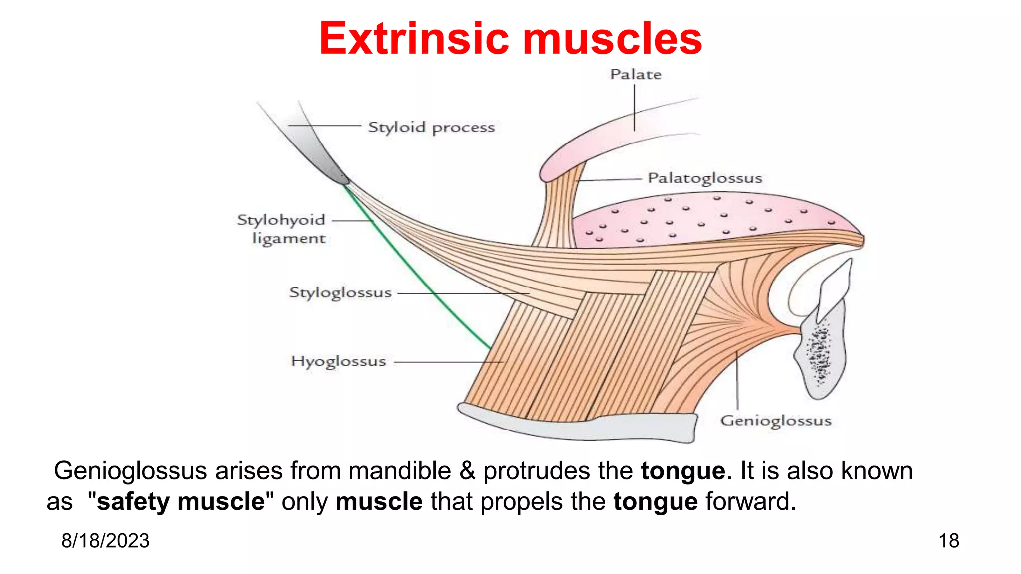 Extrinsic muscles
18
Genioglossus arises from mandible & protrudes the tongue. It is also known
as "safety muscle" only muscle that propels the tongue forward.
8/18/2023
 