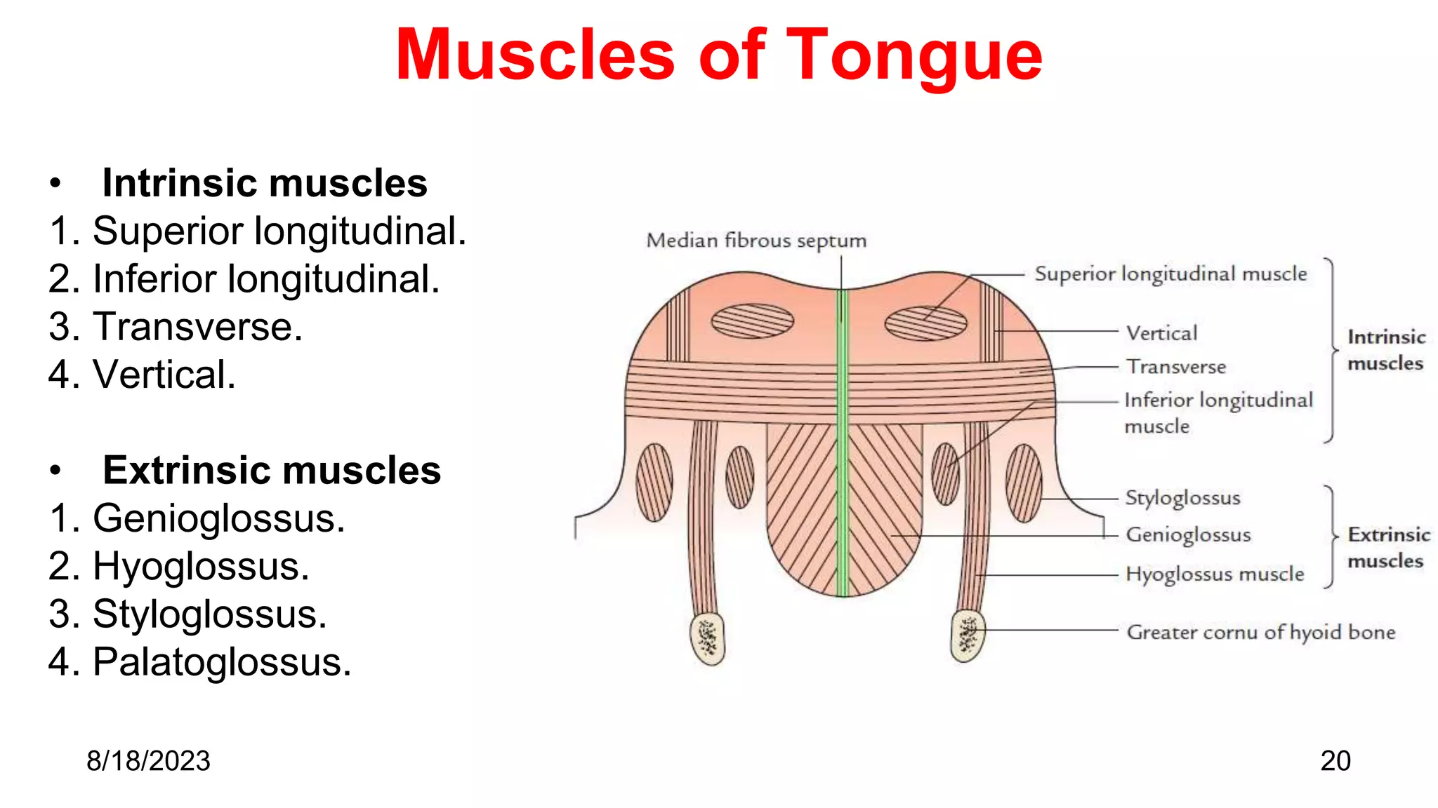 Muscles of Tongue
• Intrinsic muscles
1. Superior longitudinal.
2. Inferior longitudinal.
3. Transverse.
4. Vertical.
• Extrinsic muscles
1. Genioglossus.
2. Hyoglossus.
3. Styloglossus.
4. Palatoglossus.
20
8/18/2023
 