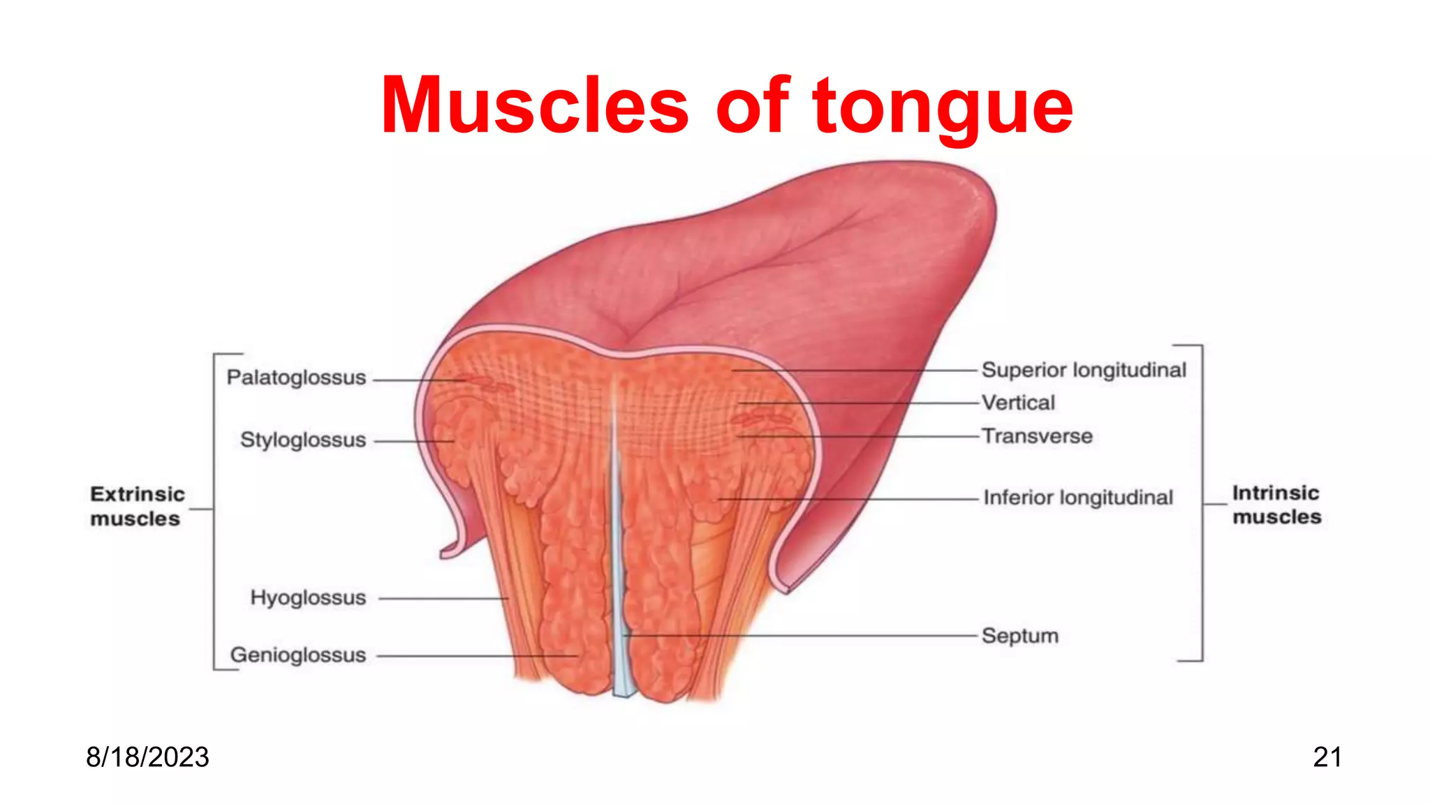 Muscles of tongue
21
8/18/2023
 