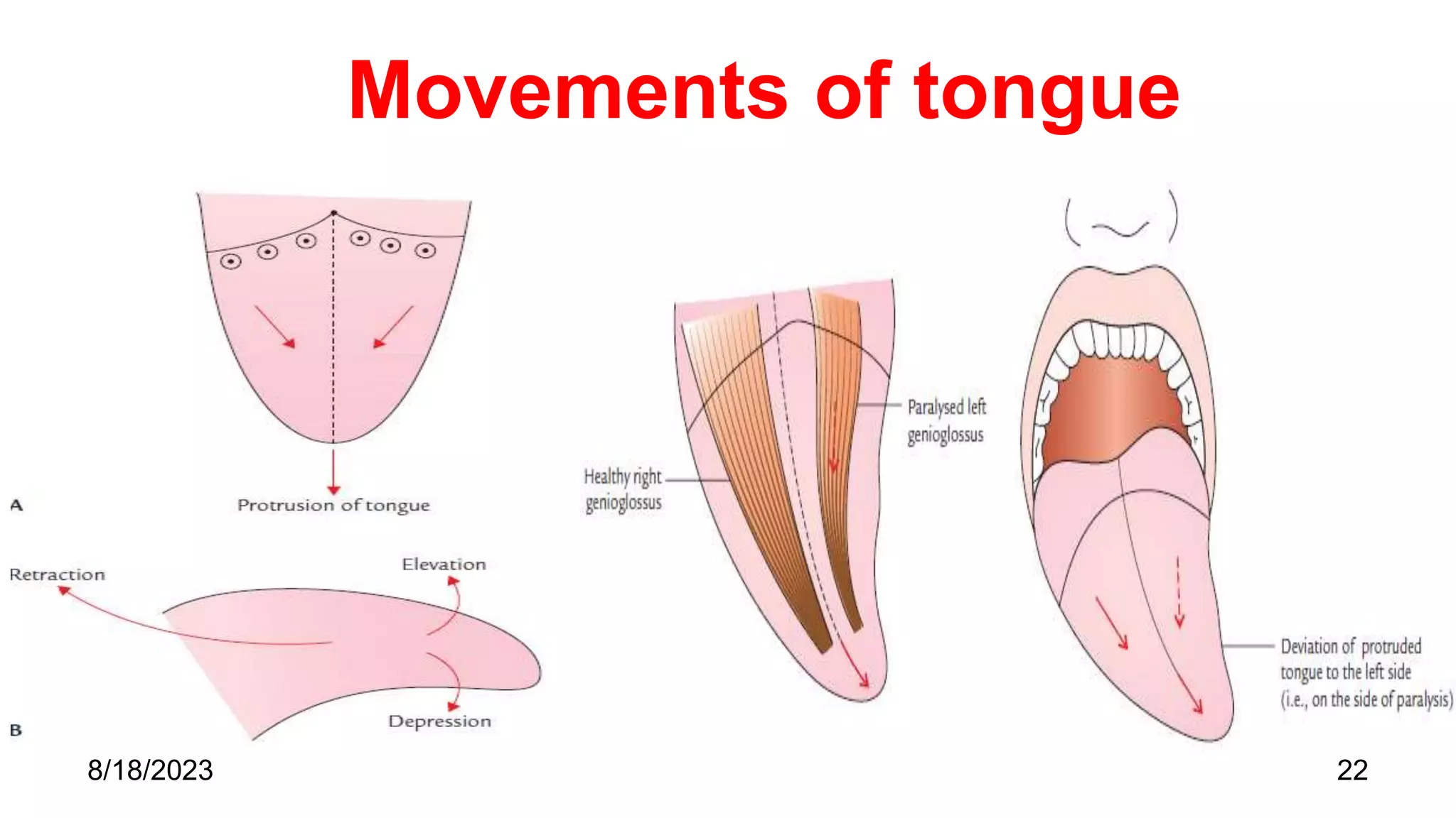 Movements of tongue
22
8/18/2023
 