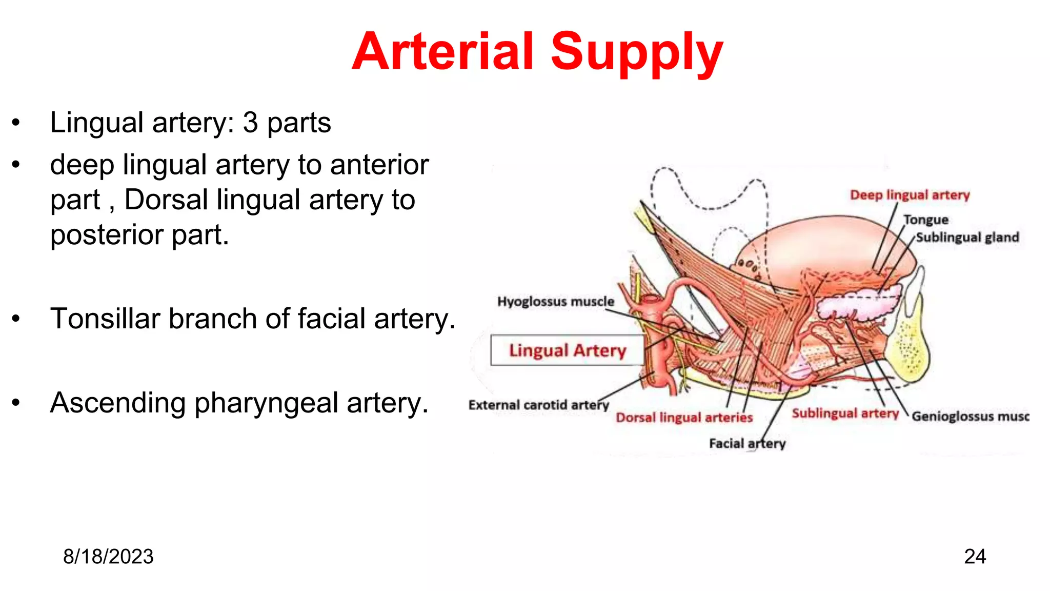 Arterial Supply
• Lingual artery: 3 parts
• deep lingual artery to anterior
part , Dorsal lingual artery to
posterior part.
• Tonsillar branch of facial artery.
• Ascending pharyngeal artery.
24
8/18/2023
 