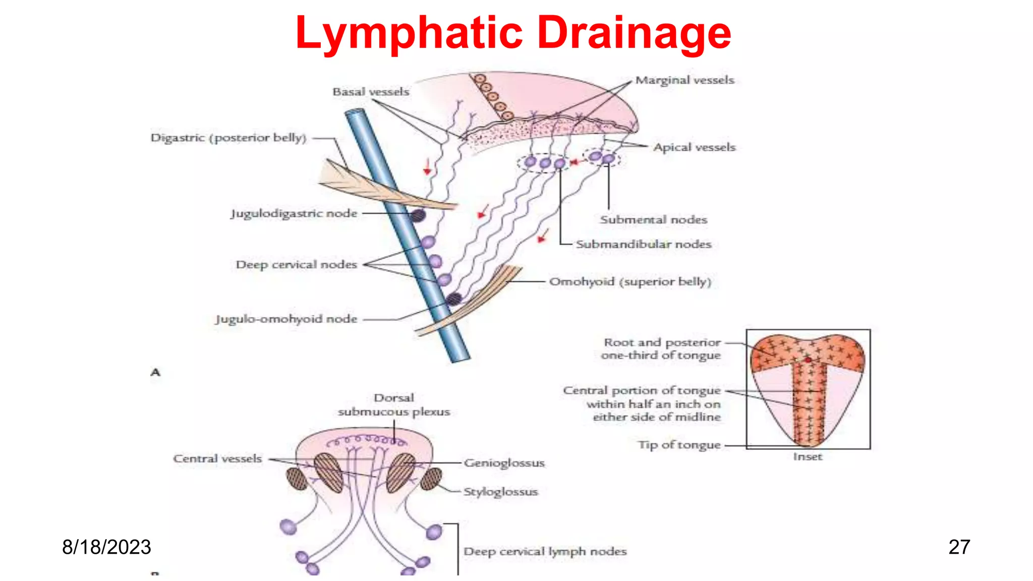 Lymphatic Drainage
27
8/18/2023
 