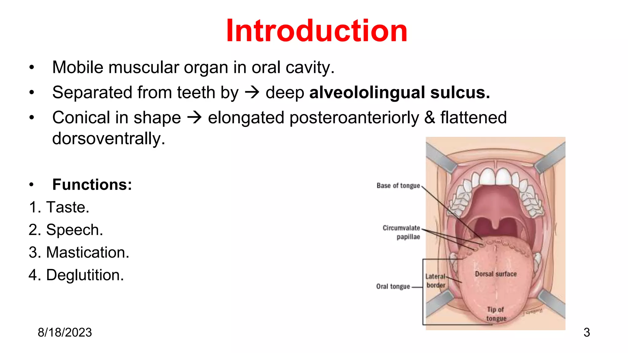 Introduction
• Mobile muscular organ in oral cavity.
• Separated from teeth by  deep alveololingual sulcus.
• Conical in shape  elongated posteroanteriorly & flattened
dorsoventrally.
• Functions:
1. Taste.
2. Speech.
3. Mastication.
4. Deglutition.
3
8/18/2023
 