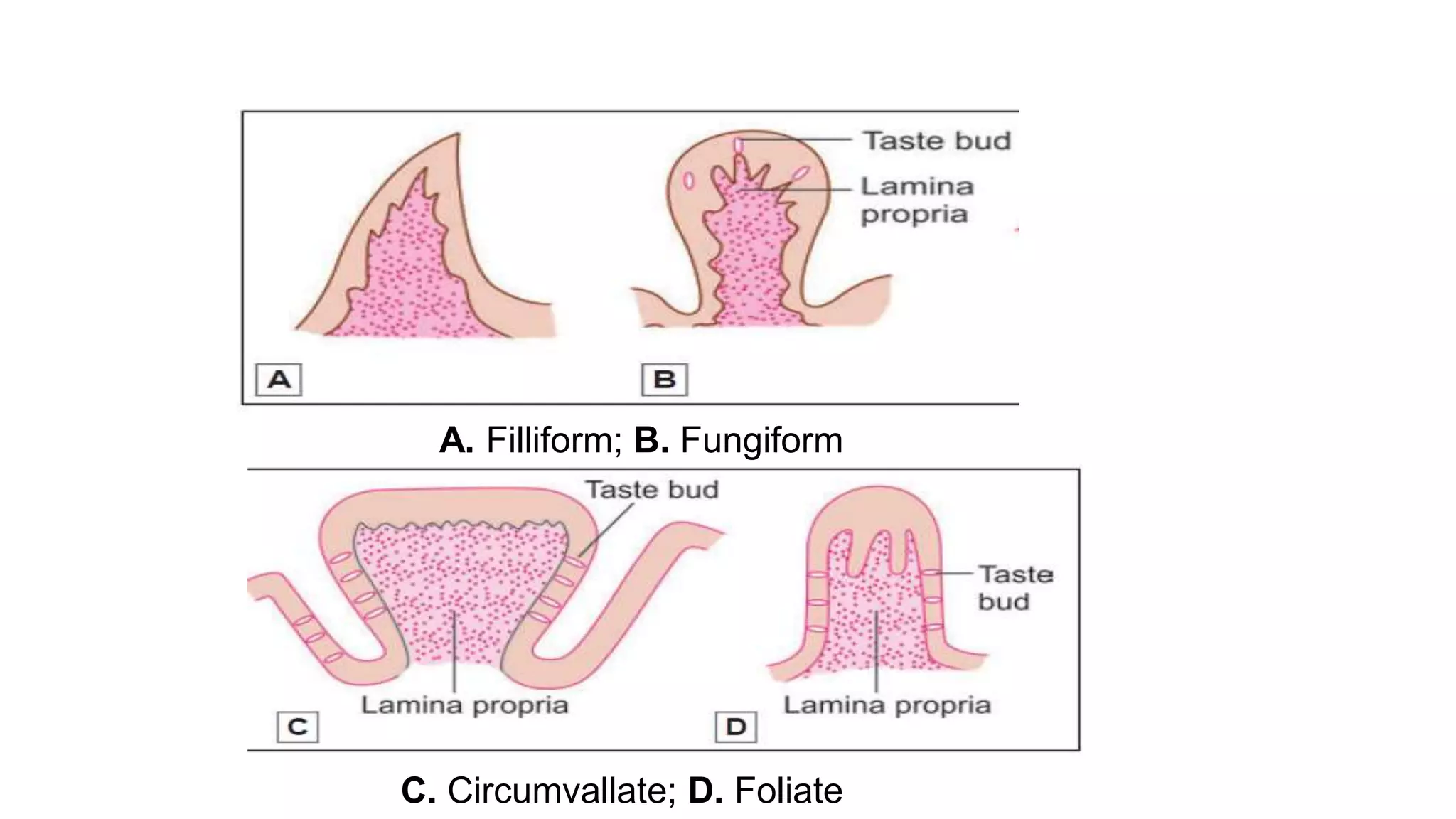 A. Filliform; B. Fungiform
C. Circumvallate; D. Foliate
 