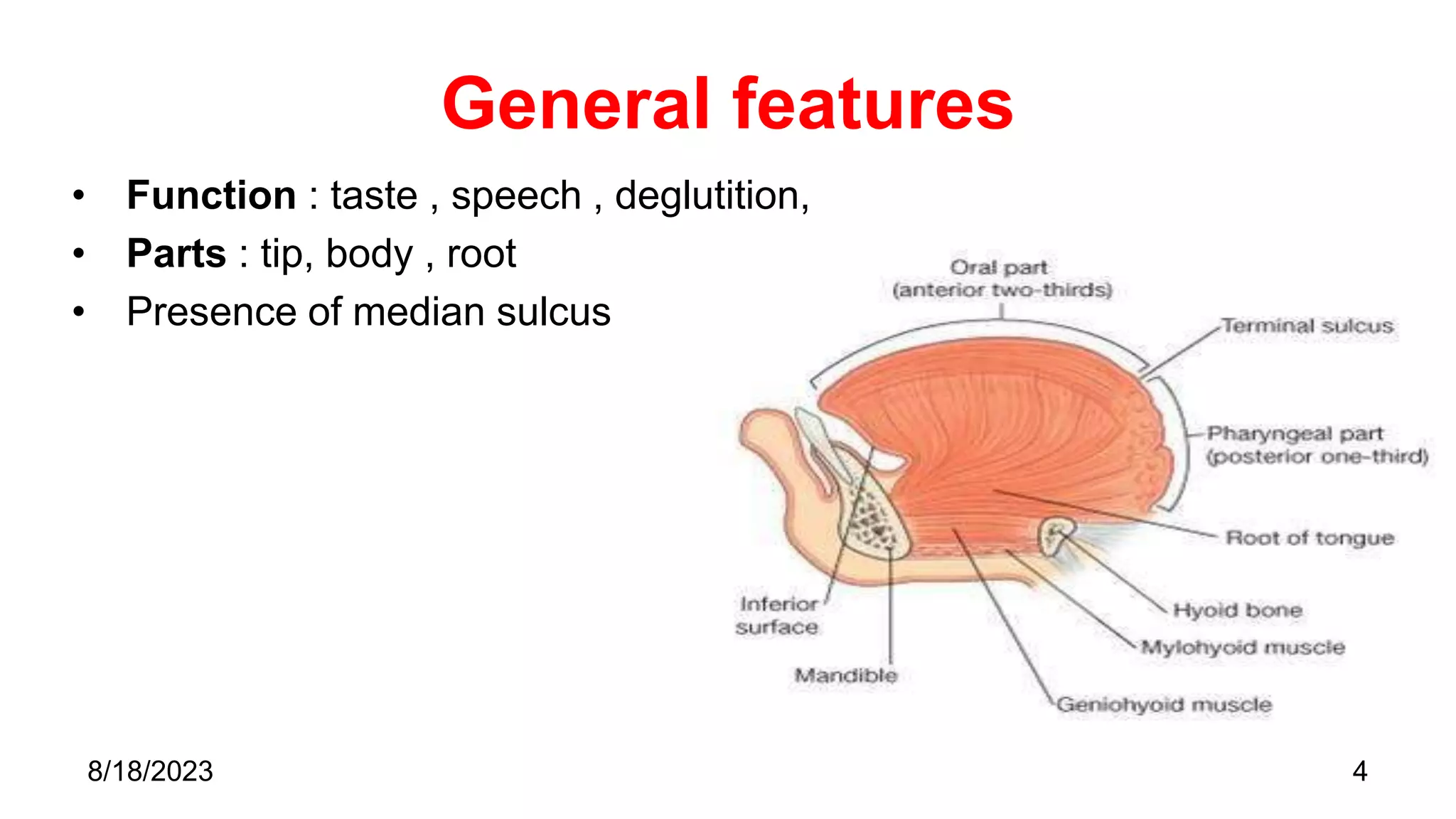 General features
• Function : taste , speech , deglutition,
• Parts : tip, body , root
• Presence of median sulcus
4
8/18/2023
 