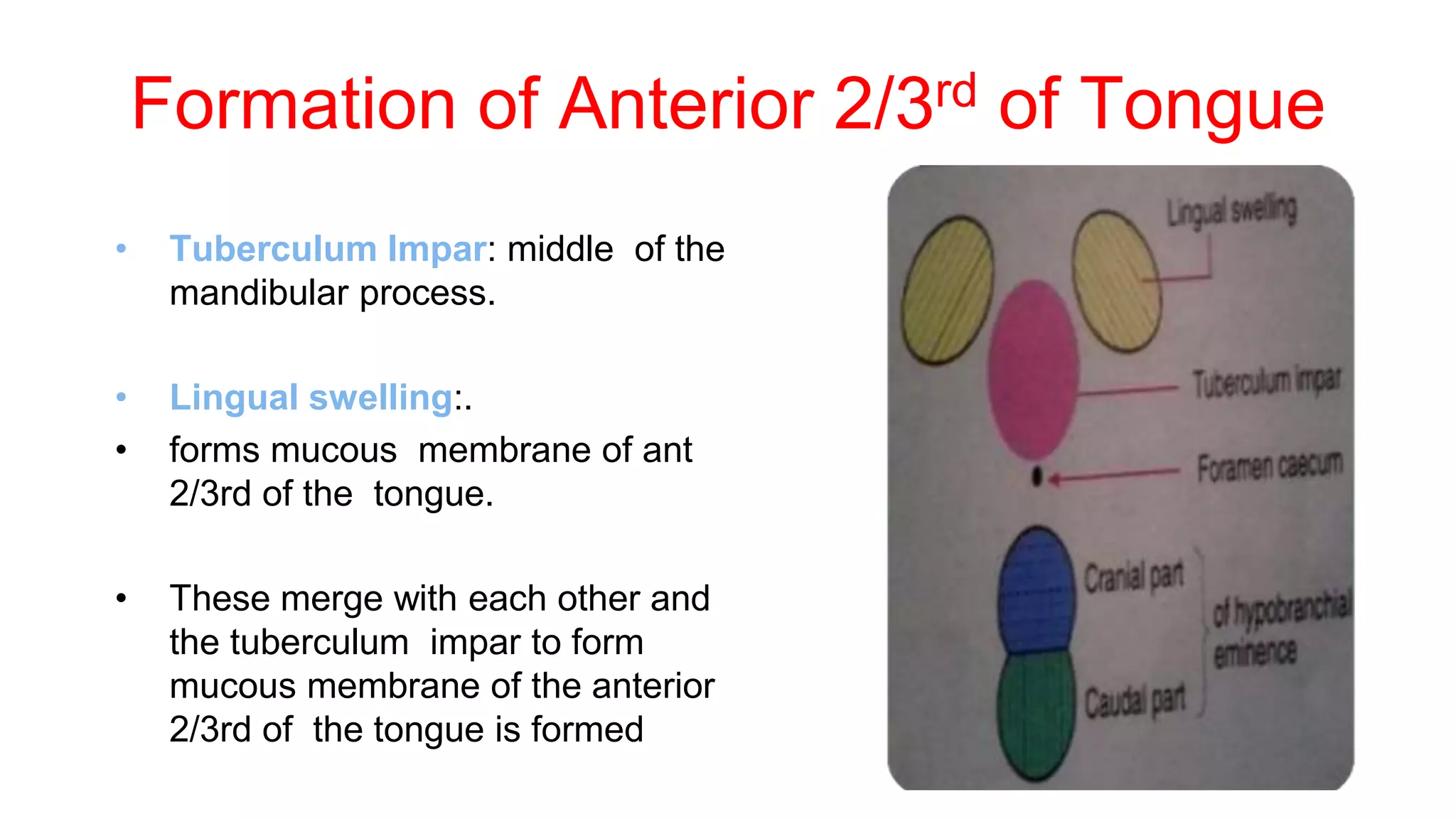 Formation of Anterior 2/3rd of Tongue
• Tuberculum Impar: middle of the
mandibular process.
• Lingual swelling:.
• forms mucous membrane of ant
2/3rd of the tongue.
• These merge with each other and
the tuberculum impar to form
mucous membrane of the anterior
2/3rd of the tongue is formed
 