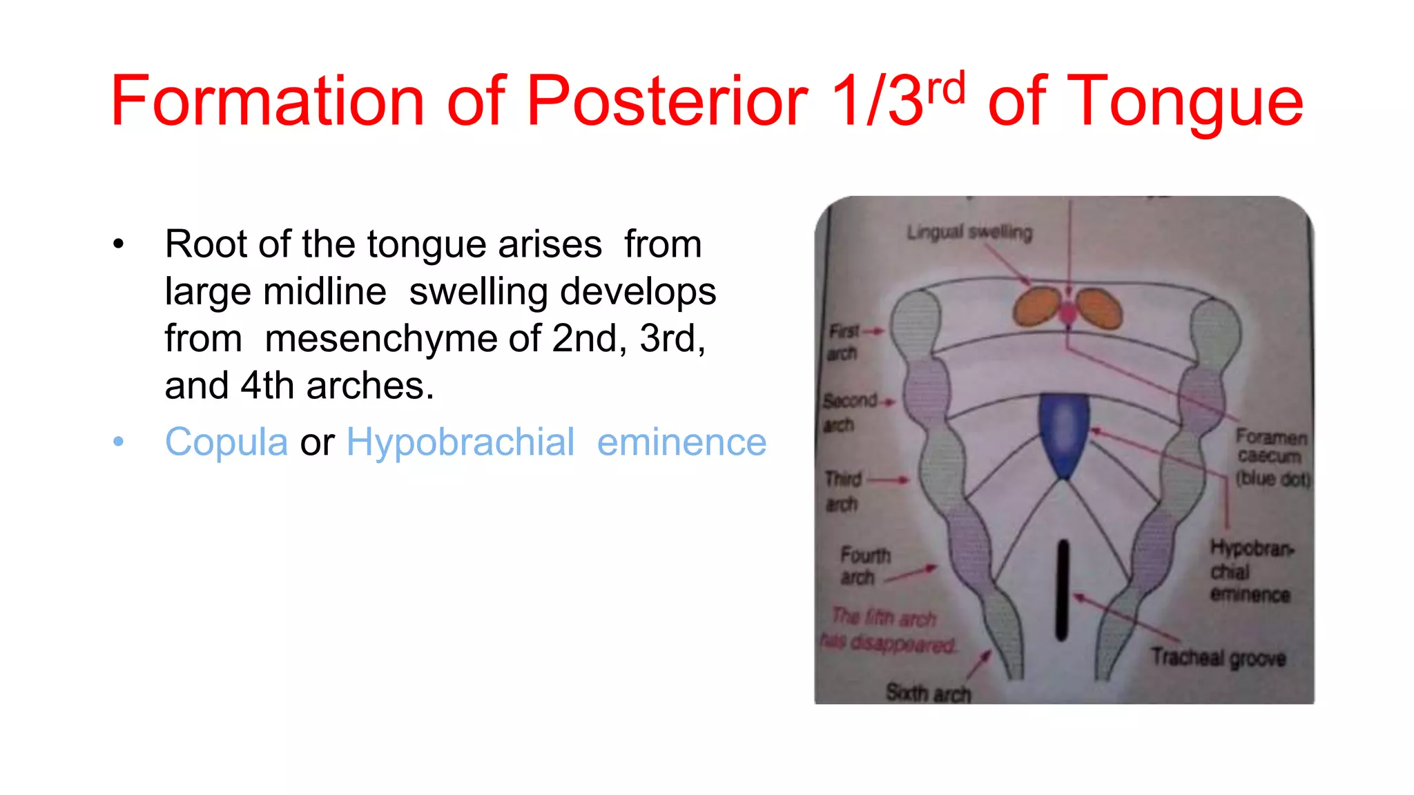 Formation of Posterior 1/3rd of Tongue
• Root of the tongue arises from
large midline swelling develops
from mesenchyme of 2nd, 3rd,
and 4th arches.
• Copula or Hypobrachial eminence
 