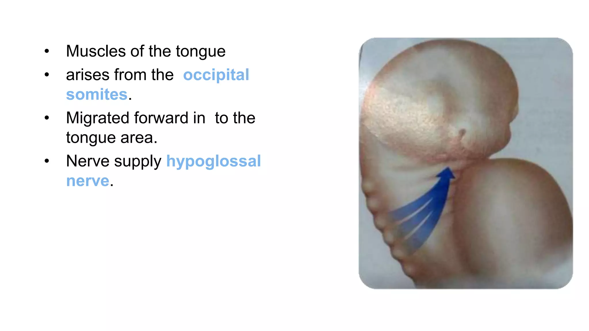 • Muscles of the tongue
• arises from the occipital
somites.
• Migrated forward in to the
tongue area.
• Nerve supply hypoglossal
nerve.
 