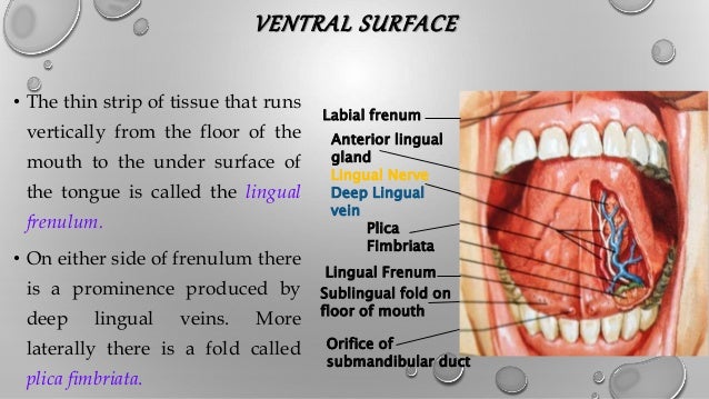 Development Growth Of Tongue