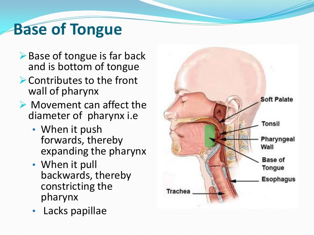 Anatomy of Tongue