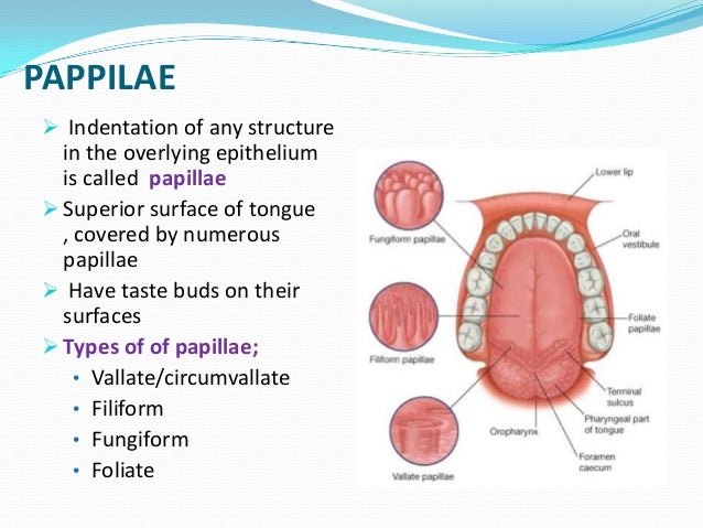 what is the function of the papillae what is the function of the papillae